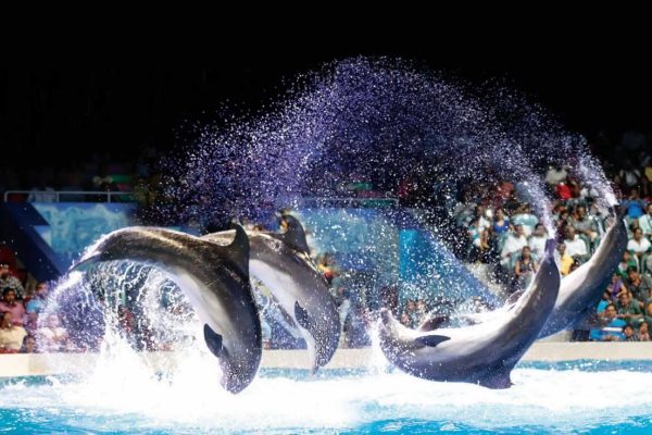 Dubai Dolphinarium