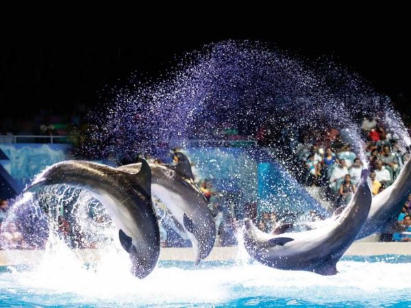 Dubai Dolphinarium
