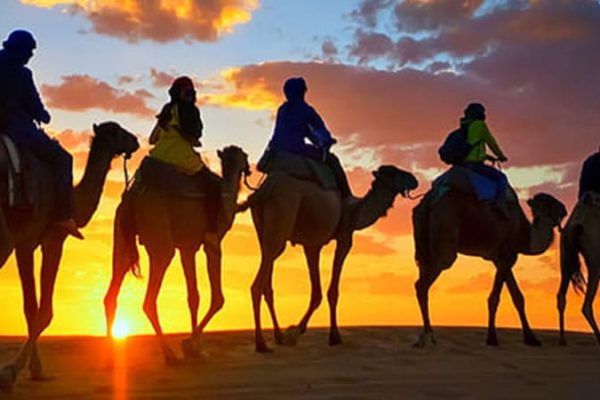 Camel Trekking In Abu Dhabi