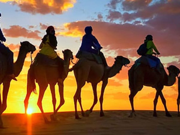 Camel Trekking In Abu Dhabi