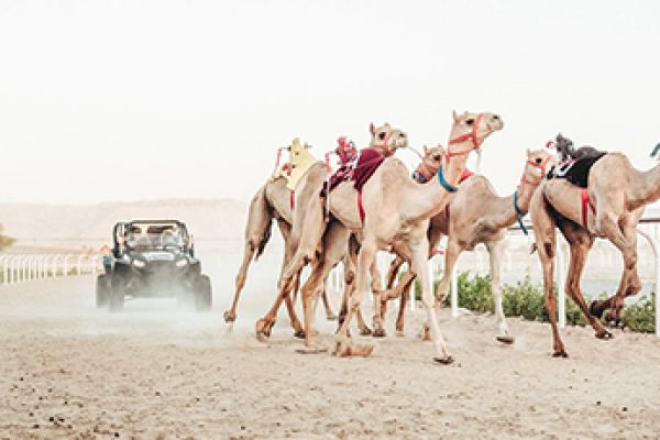 Guided Trip To Camel Farm